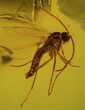 Detailed Fossil Fly (Sciaridae) In Baltic Amber #50575-2